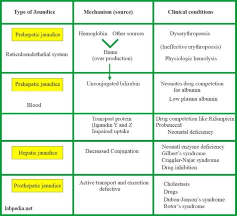 b1 b2 bilirubin